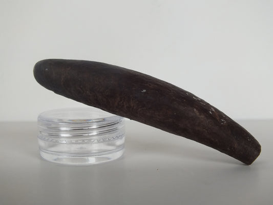 2.98" Pygmy Sperm Whale Tooth Fossil