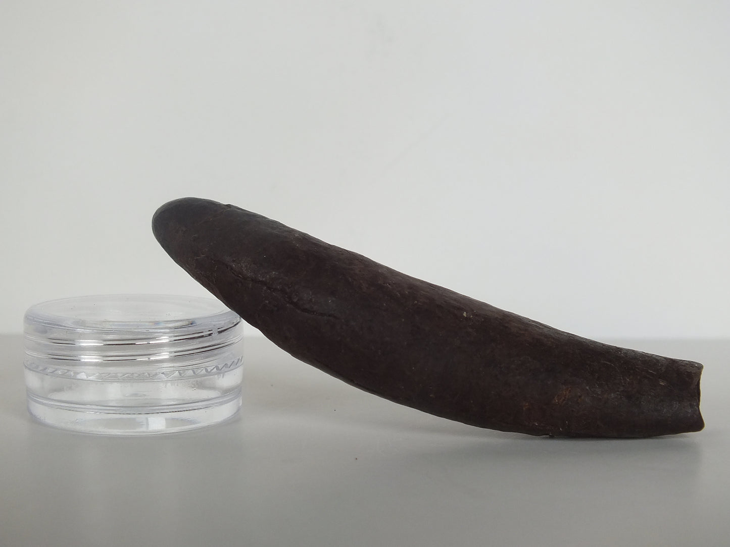 2.98" Pygmy Sperm Whale Tooth Fossil