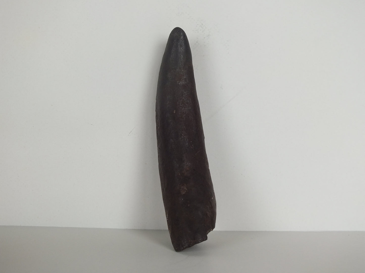 2.37" Pygmy Sperm Whale Tooth Fossil