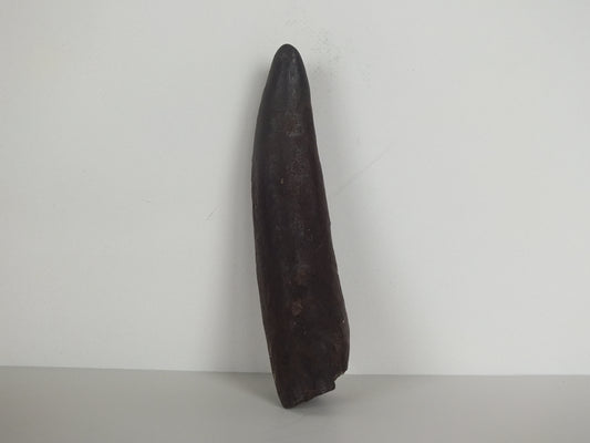 2.37" Pygmy Sperm Whale Tooth Fossil