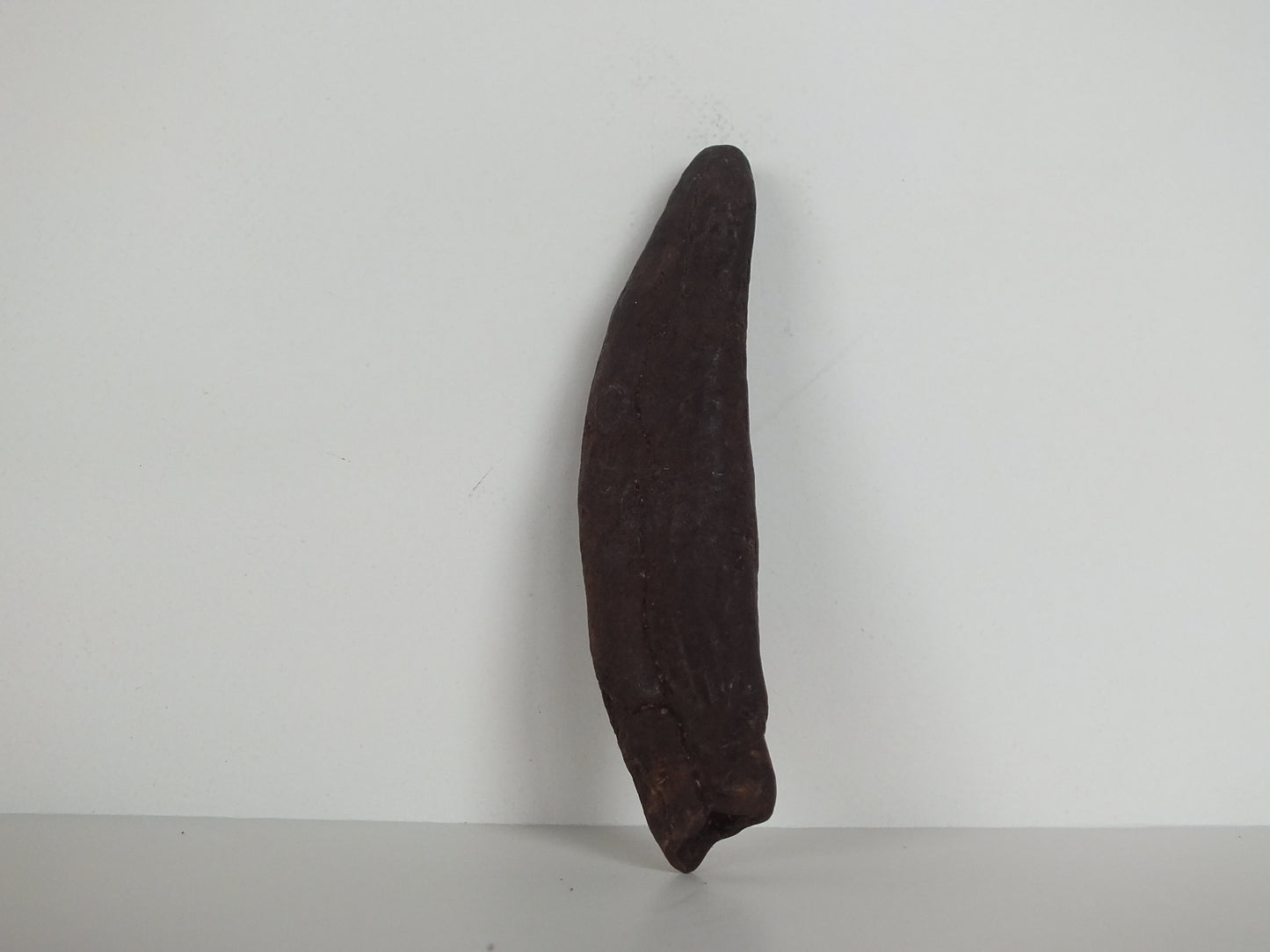 2.34" Pygmy Sperm Whale Tooth Fossil