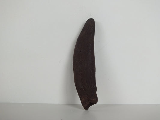 2.34" Pygmy Sperm Whale Tooth Fossil