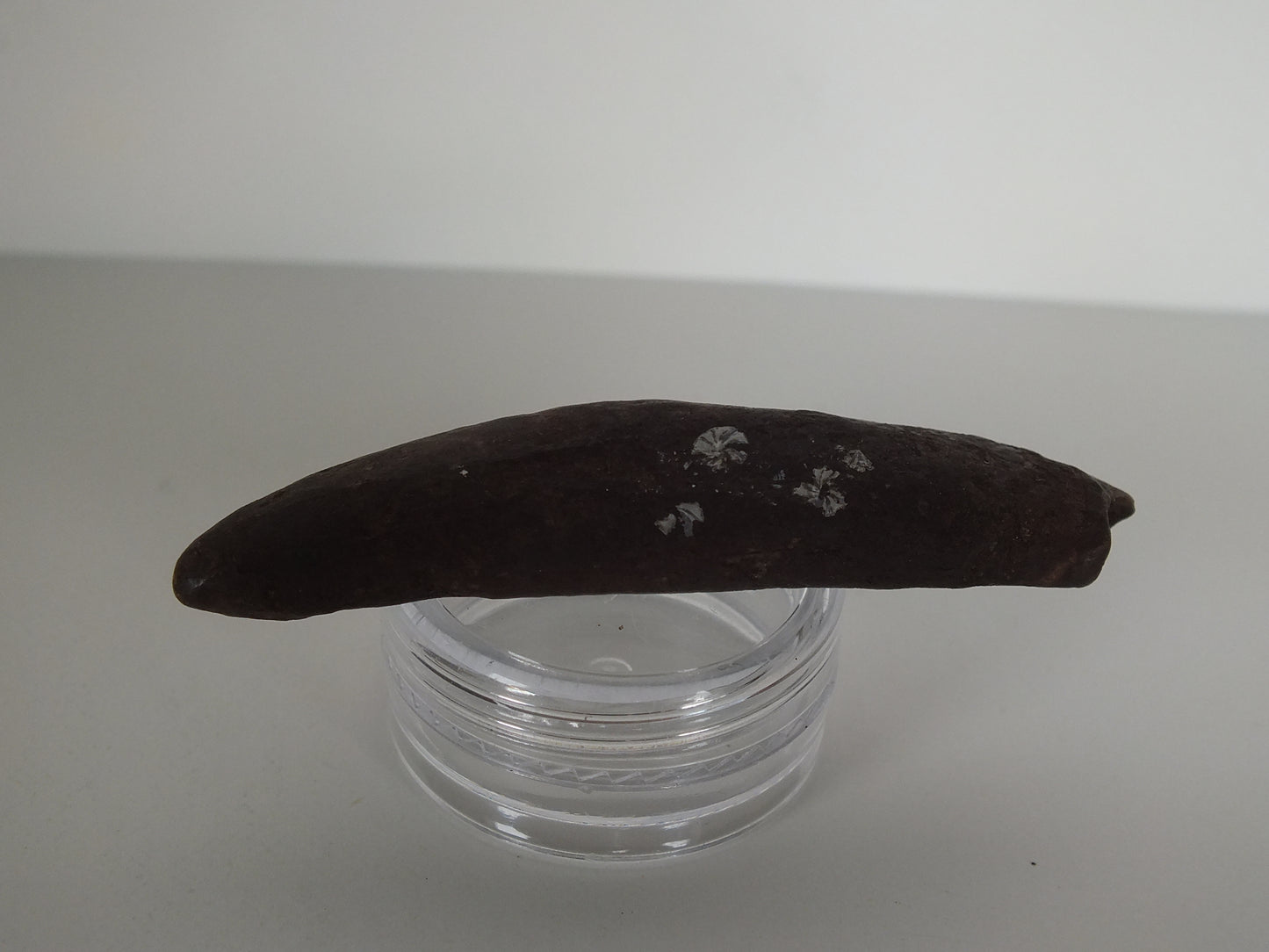 2.34" Pygmy Sperm Whale Tooth Fossil