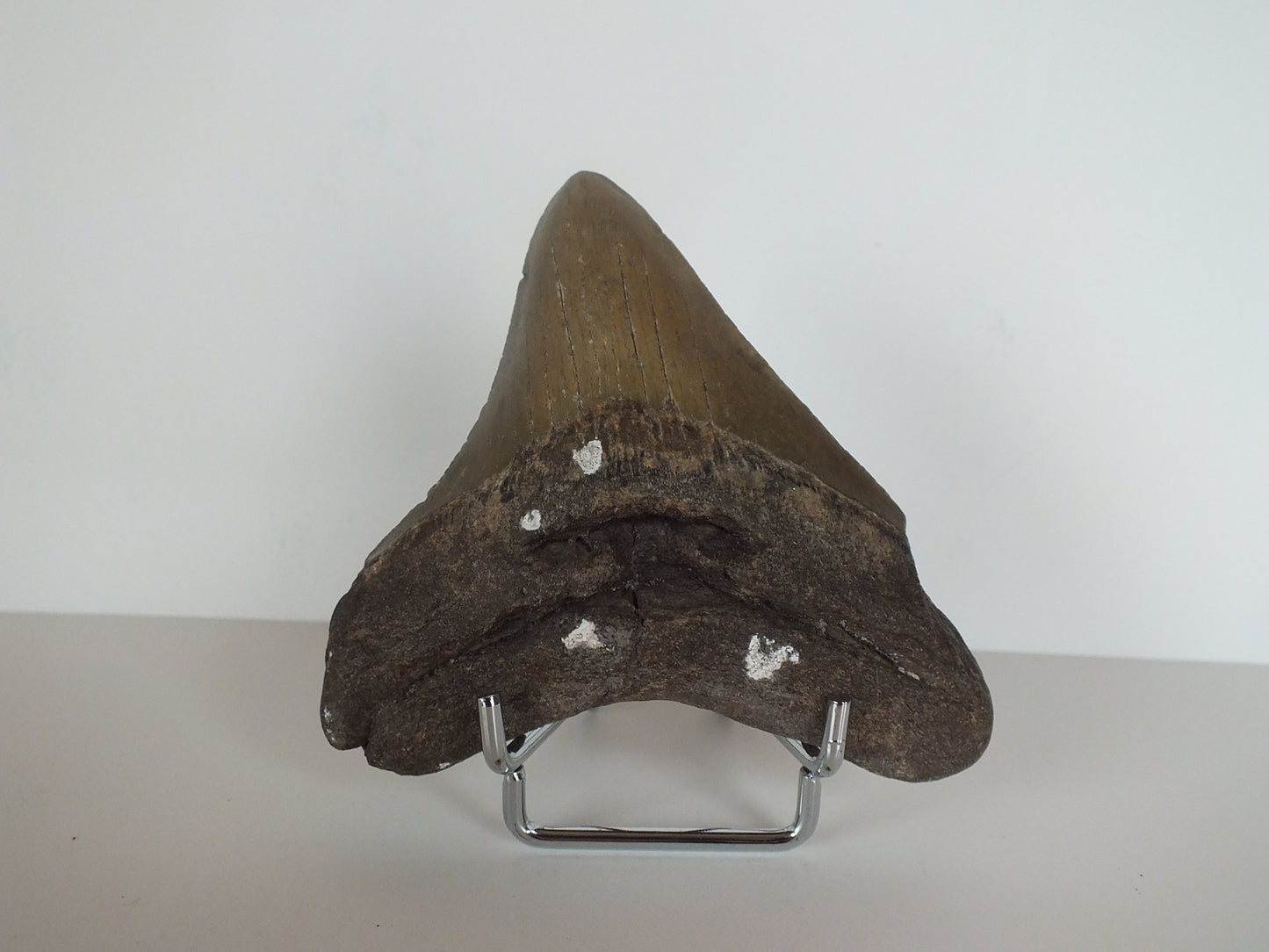 3.71" Megalodon Tooth (Georgia)