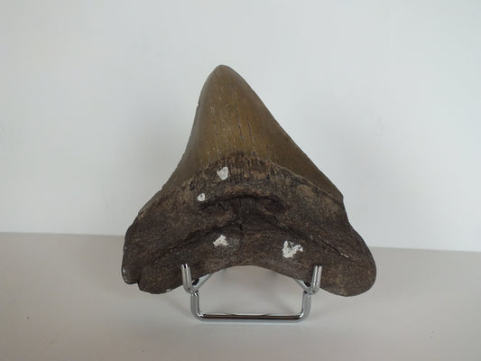 3.71" Megalodon Tooth (Georgia)