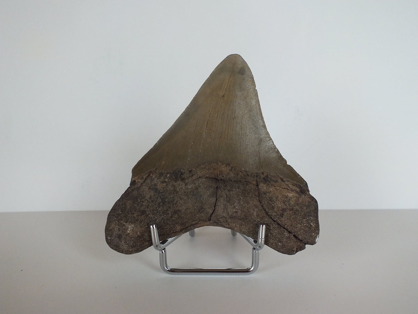 3.71" Megalodon Tooth (Georgia)