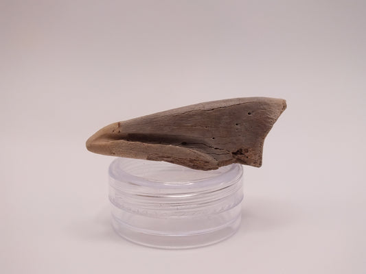 1.68" Ornithomimus Claw (Judith River)