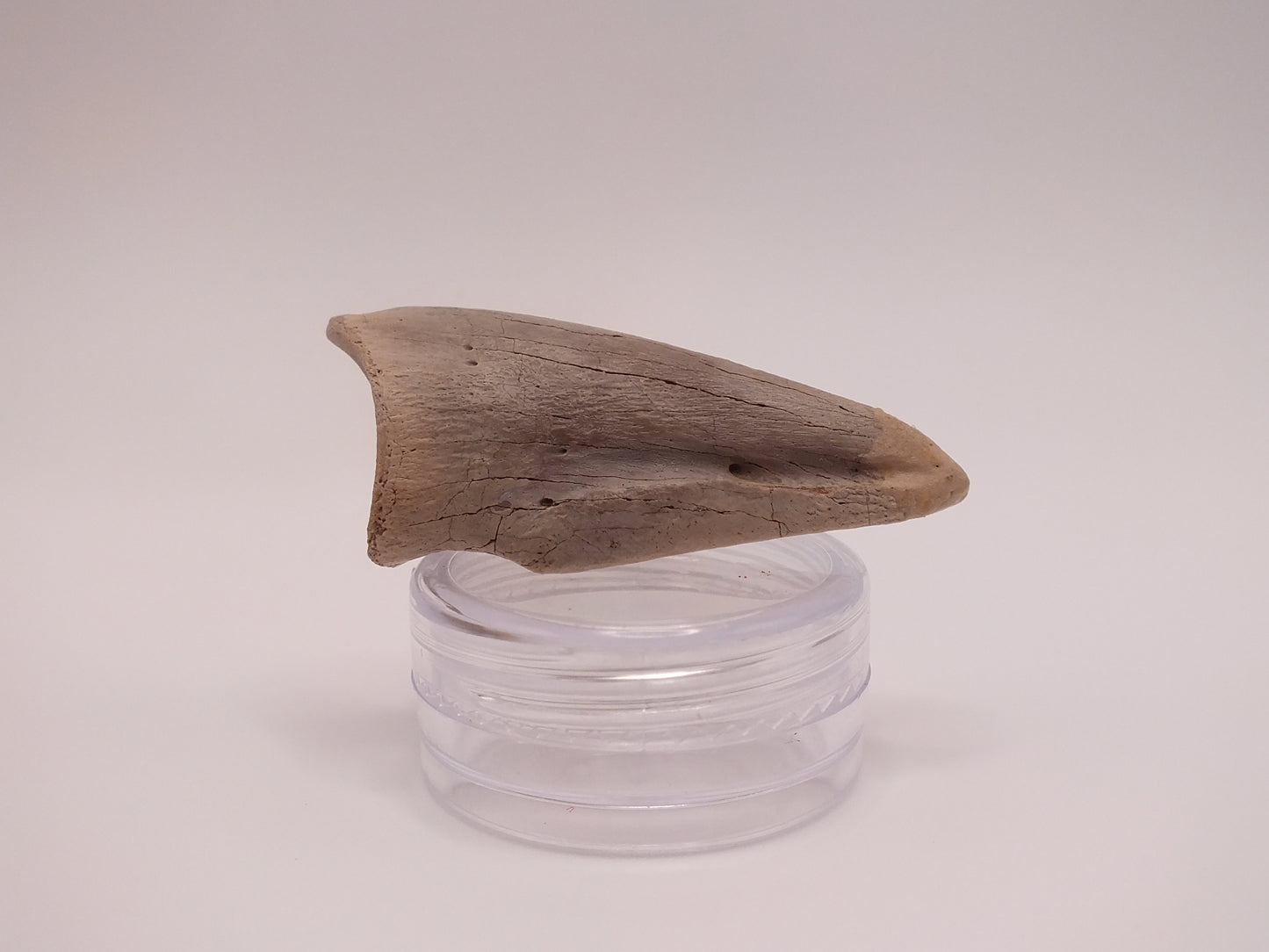 1.68" Ornithomimus Claw (Judith River)