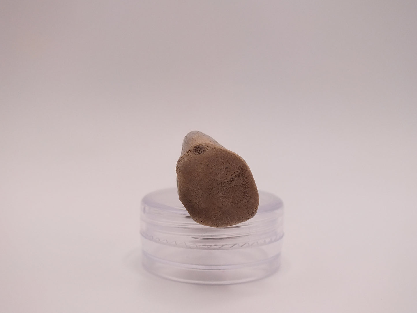 1.68" Ornithomimus Claw (Judith River)