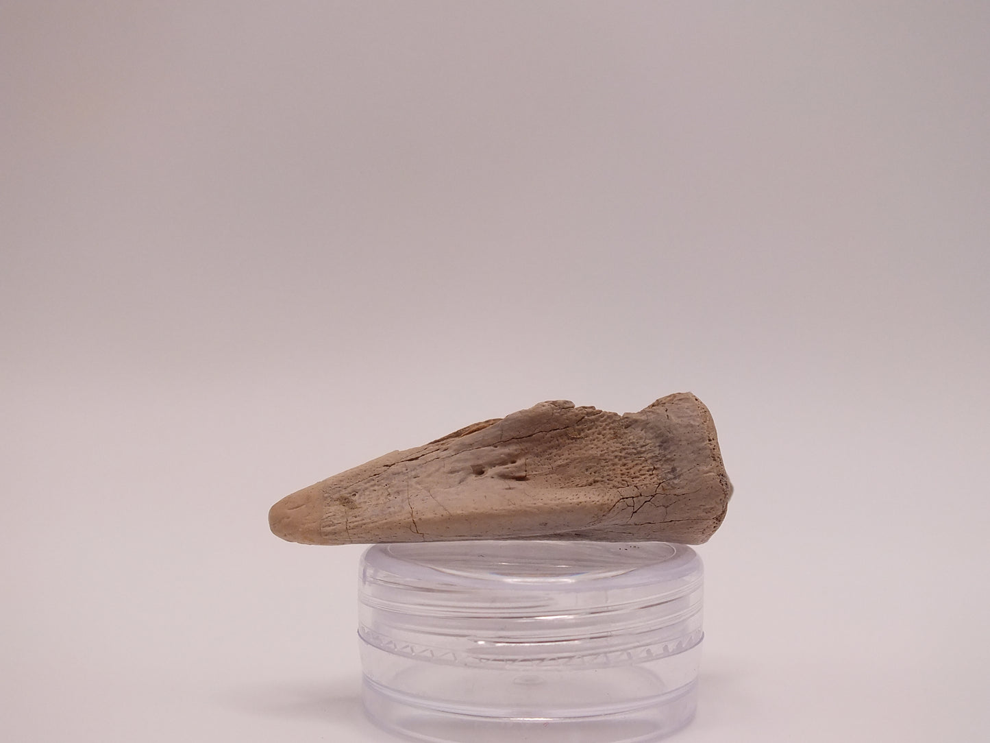 1.68" Ornithomimus Claw (Judith River)