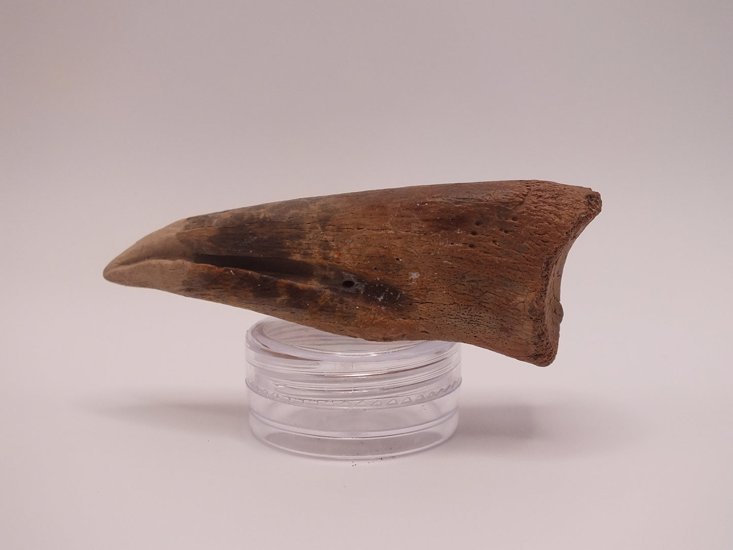 2.69" Ornithomimus Claw (Judith River)