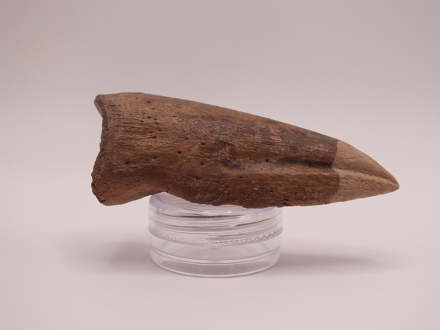 2.69" Ornithomimus Claw (Judith River)