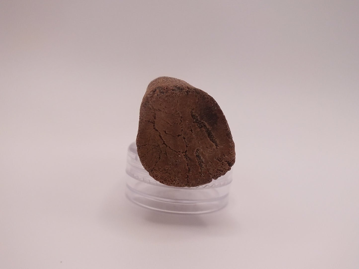 2.69" Ornithomimus Claw (Judith River)