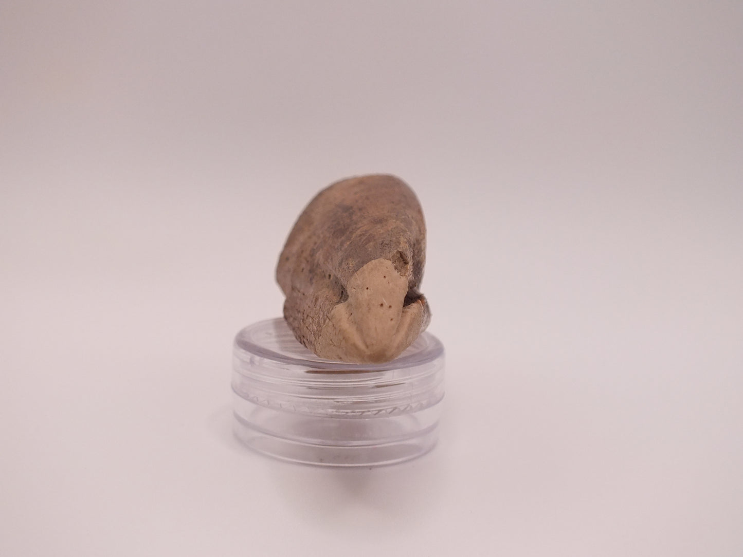 2.69" Ornithomimus Claw (Judith River)