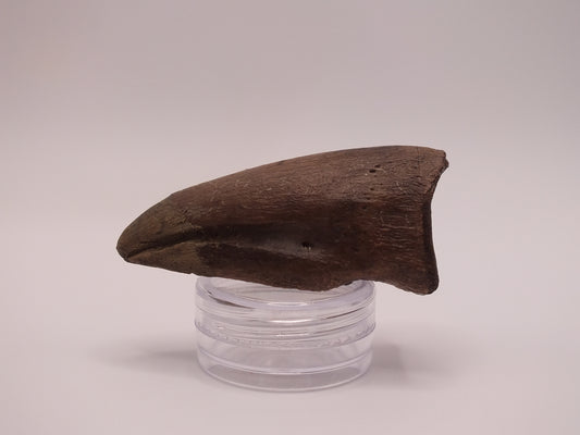1.97" Ornithomimus Claw (Judith River)