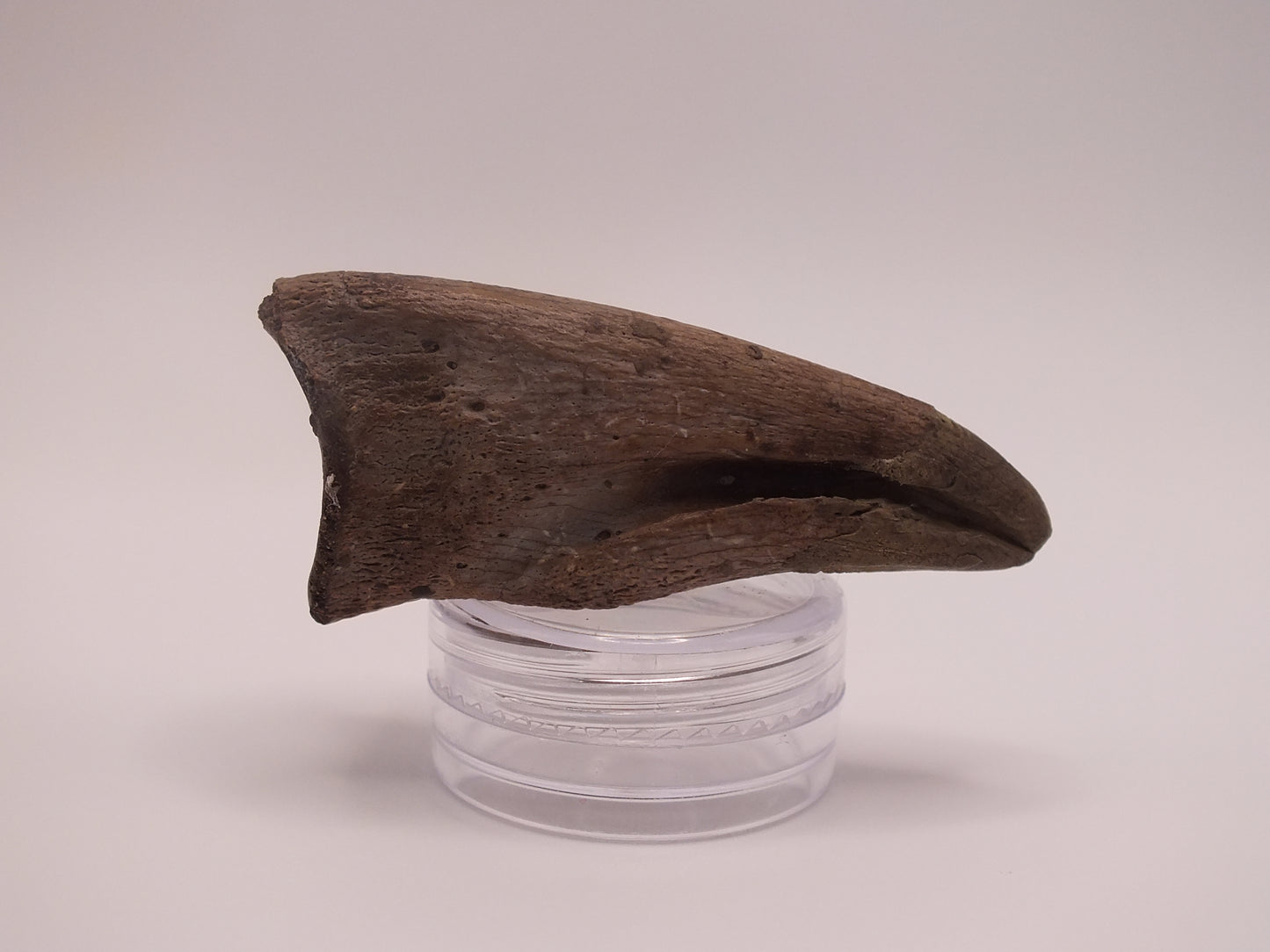 1.97" Ornithomimus Claw (Judith River)