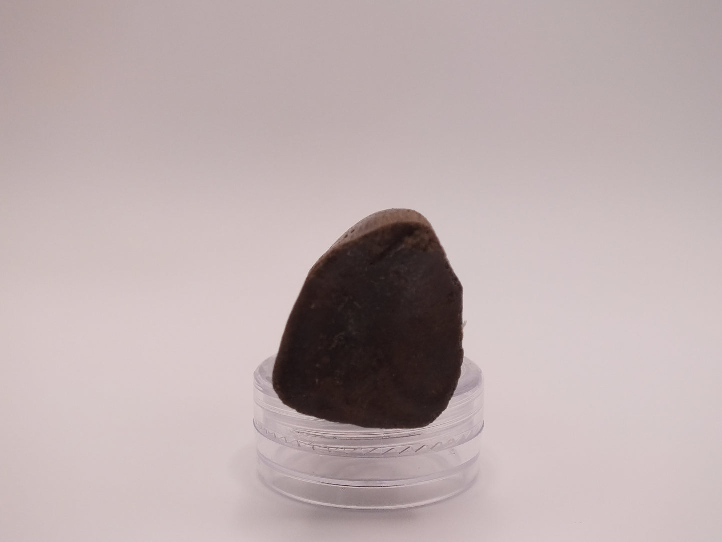 1.97" Ornithomimus Claw (Judith River)