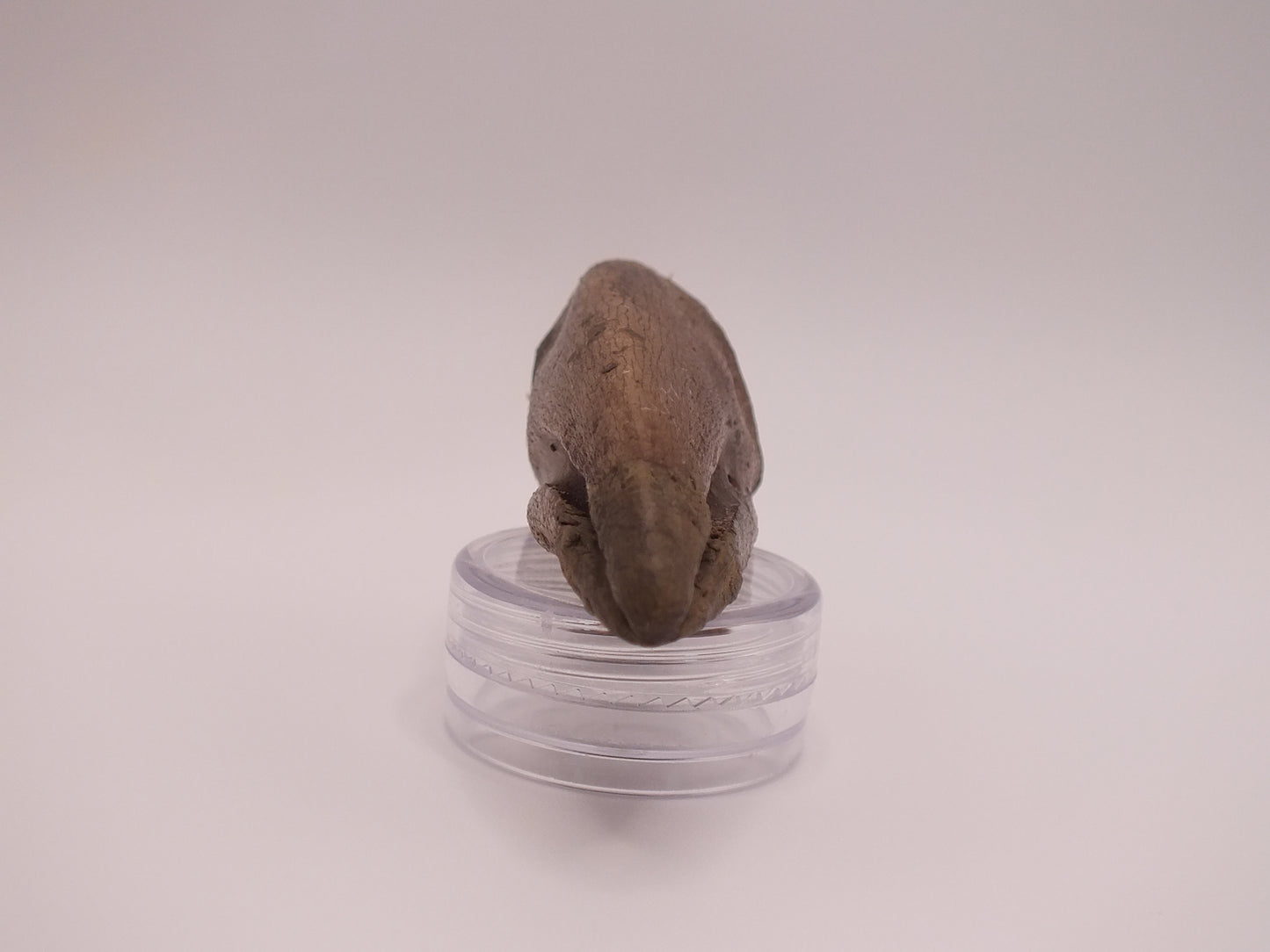 1.97" Ornithomimus Claw (Judith River)