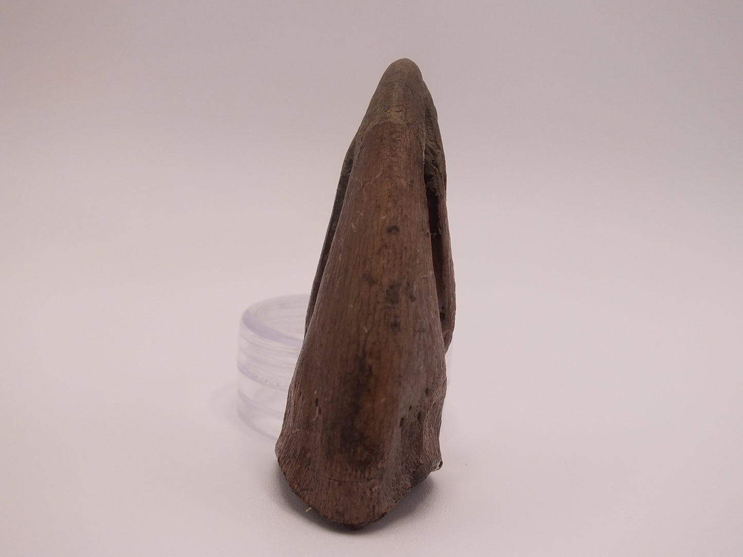1.97" Ornithomimus Claw (Judith River)