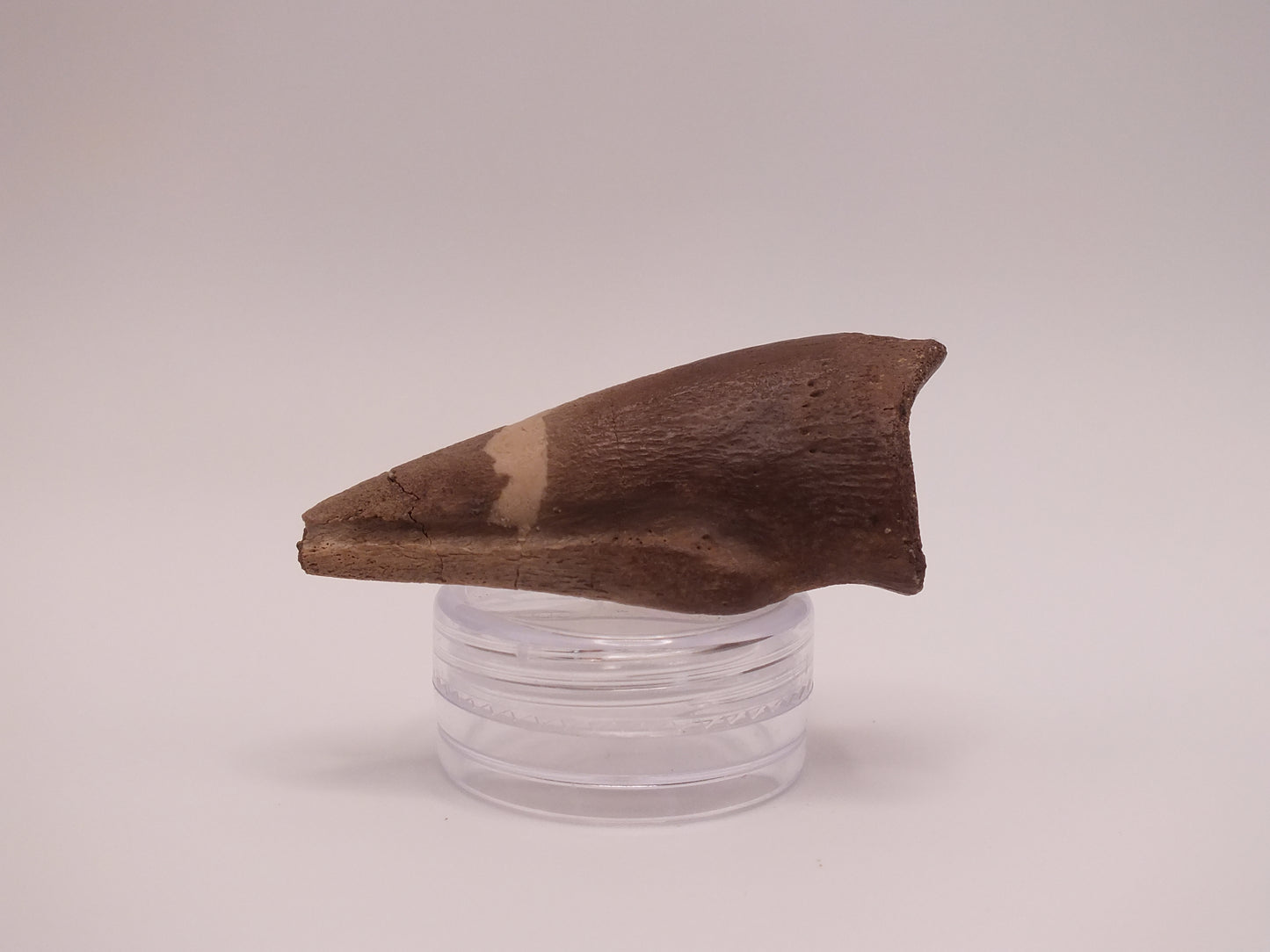 1.8" Ornithomimus Claw (Judith River)