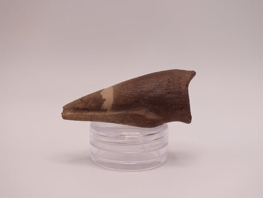 1.8" Ornithomimus Claw (Judith River)