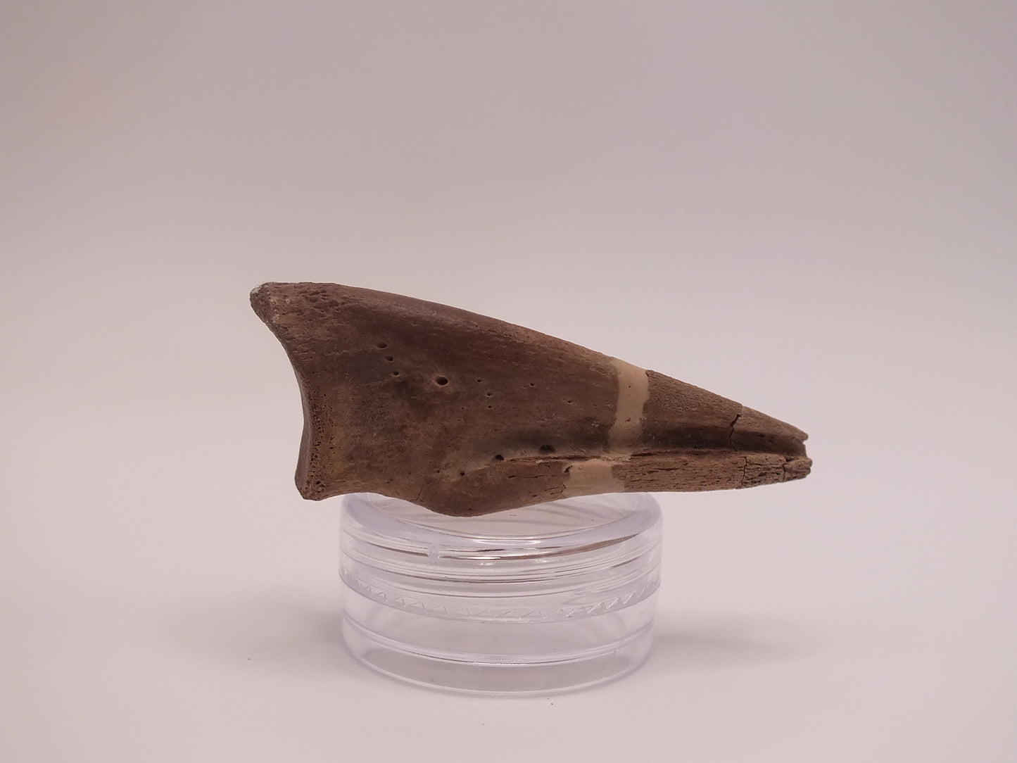 1.8" Ornithomimus Claw (Judith River)