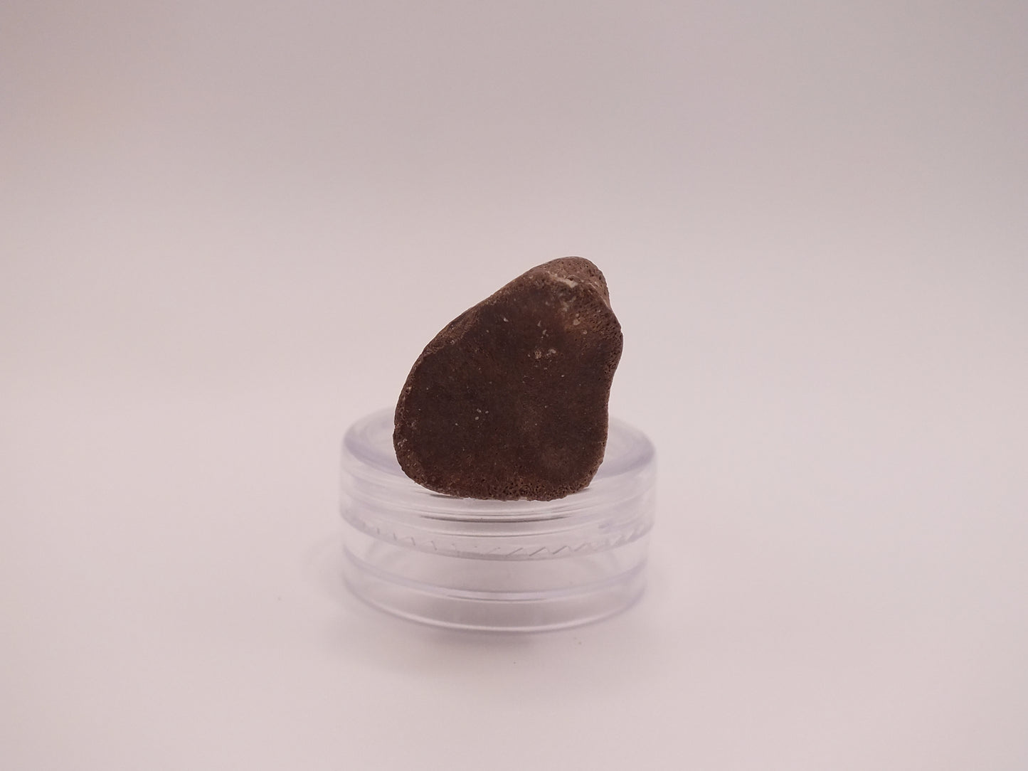 1.8" Ornithomimus Claw (Judith River)