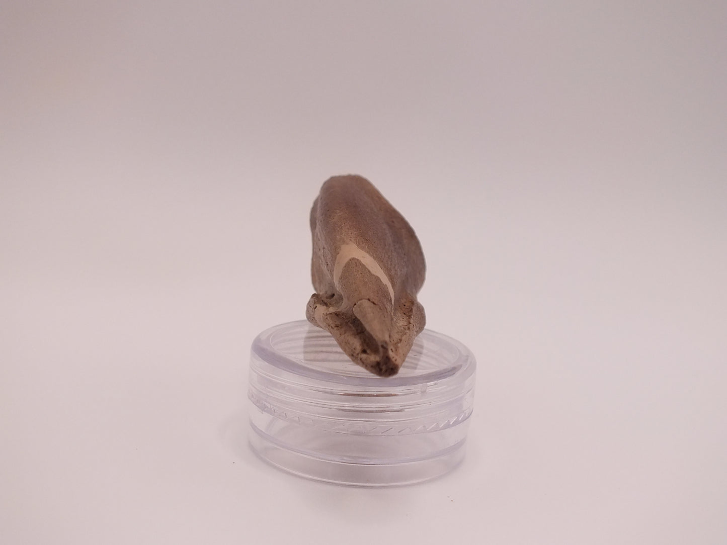 1.8" Ornithomimus Claw (Judith River)