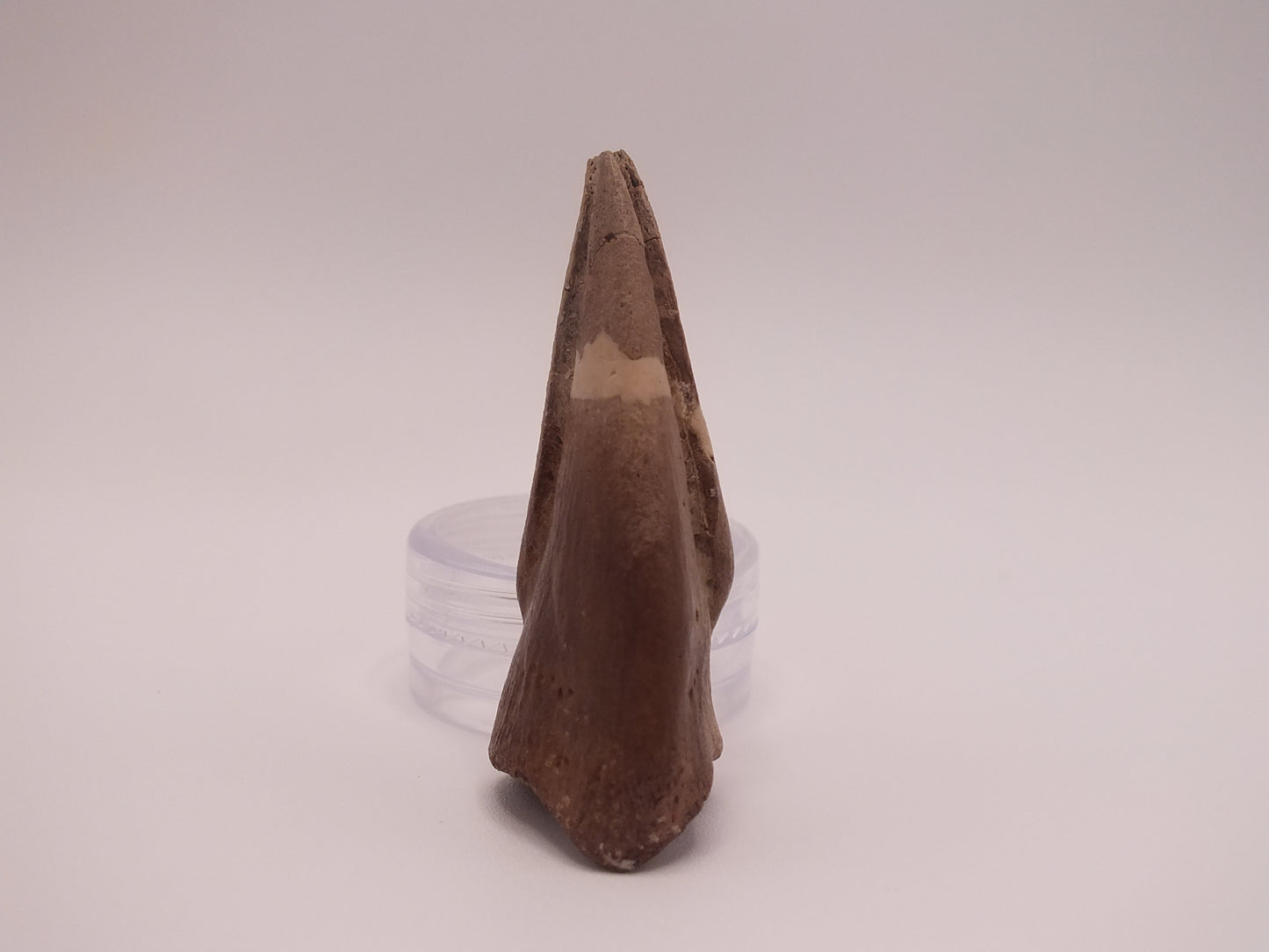 1.8" Ornithomimus Claw (Judith River)