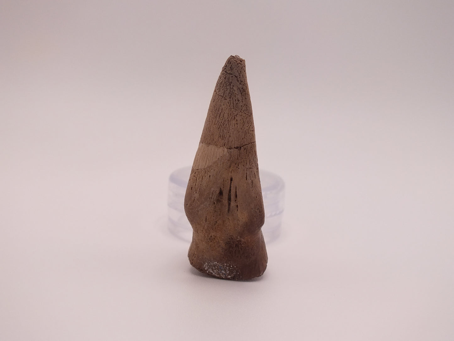 1.8" Ornithomimus Claw (Judith River)
