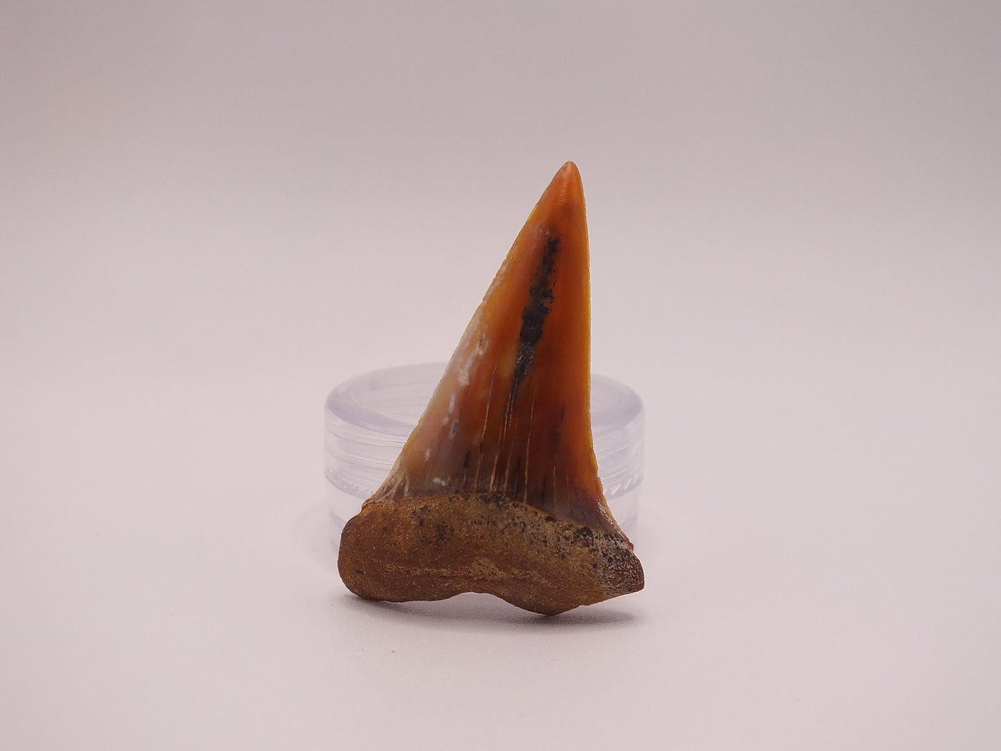 1.54" Carcharodon Hastalis (SharkTooth Hill)