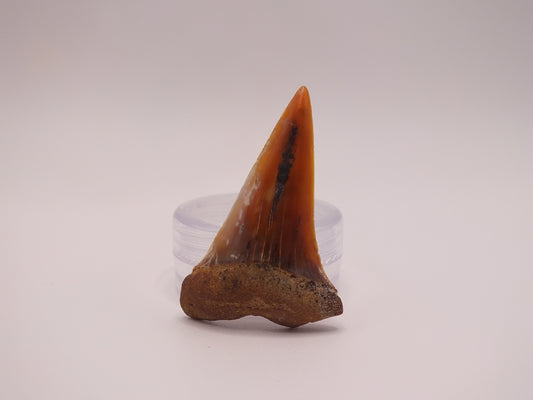 1.54" Carcharodon Hastalis (SharkTooth Hill)