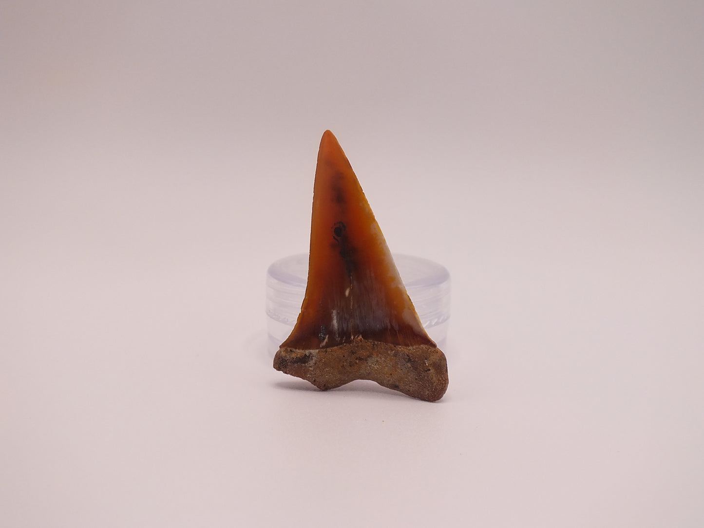1.54" Carcharodon Hastalis (SharkTooth Hill)
