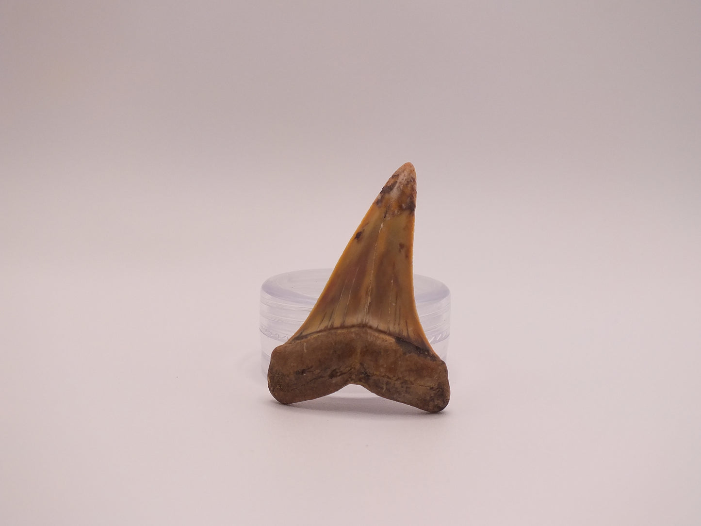 1.51"Carcharodon Hastalis (SharkTooth Hill)