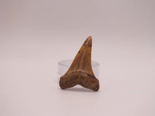 1.51"Carcharodon Hastalis (SharkTooth Hill)