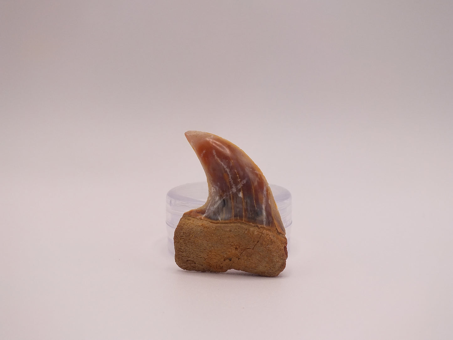1.34" Carcharodon Planus (Sharktooth Hill)