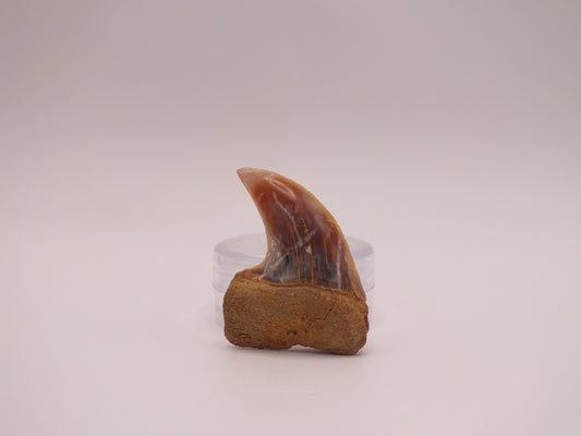 1.34" Carcharodon Planus (Sharktooth Hill)
