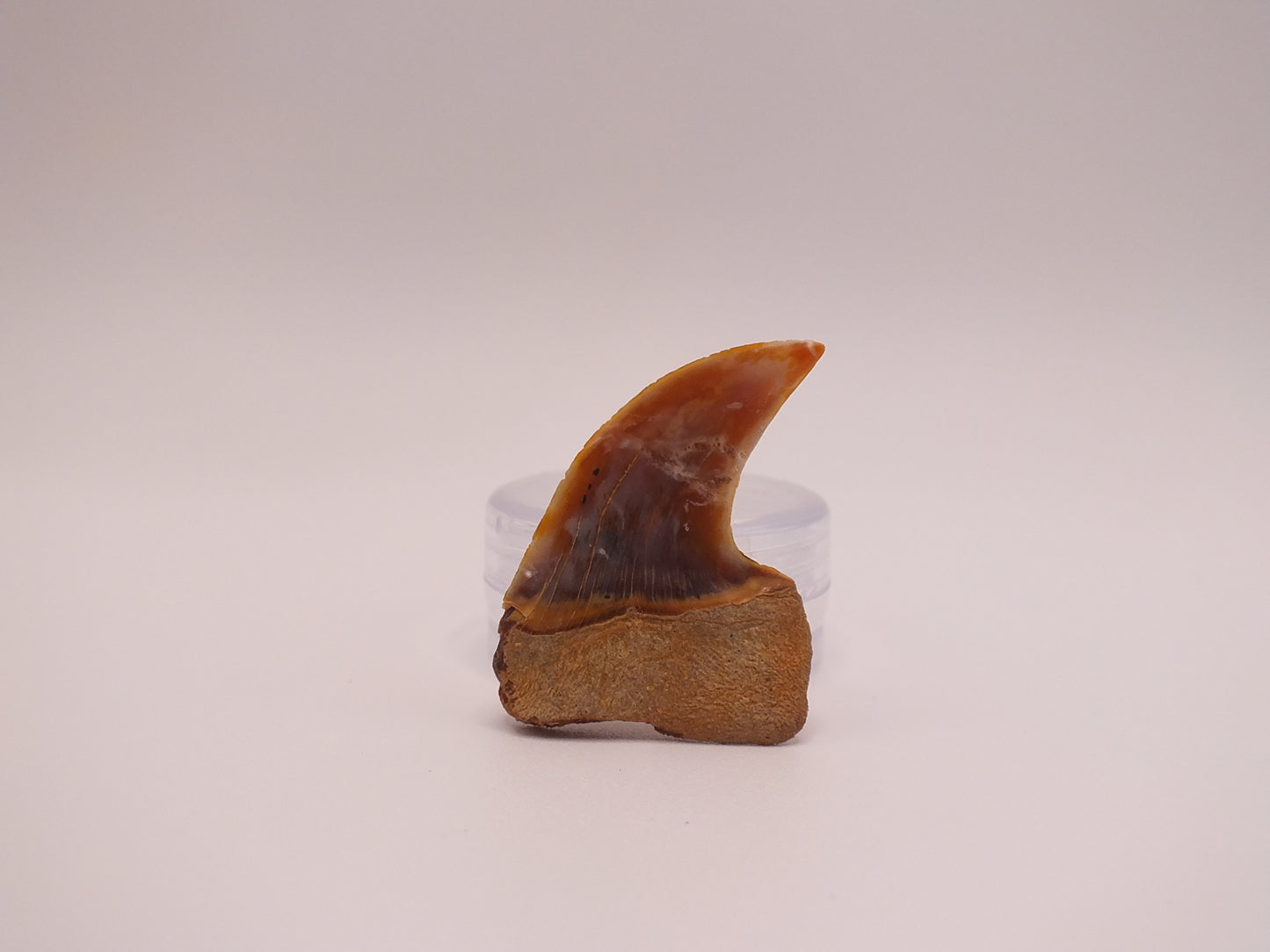 1.34" Carcharodon Planus (Sharktooth Hill)