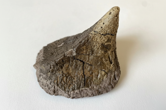 3.5" Ankylosaurus Spiked Scute (Judith River)