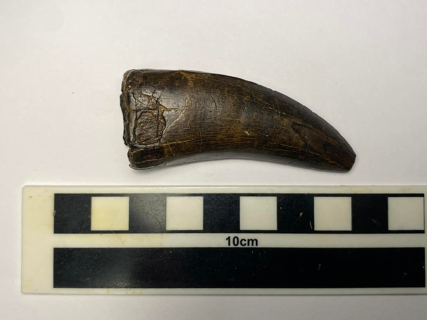 2.5" Tyrannosaurus Tooth (Judith River)