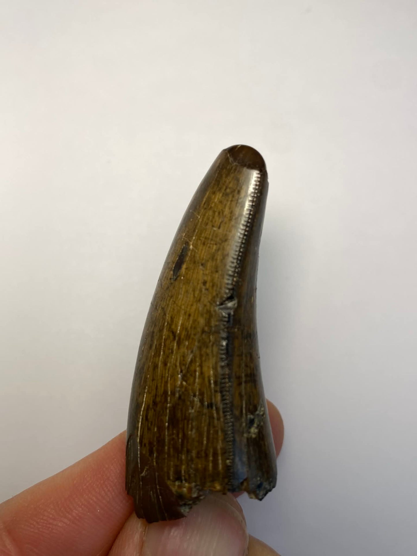 2.25" Tyrannosaur Tooth (Judith River)