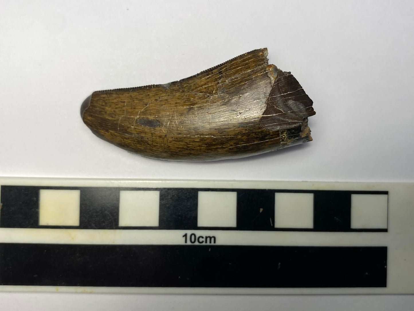 2.25" Tyrannosaur Tooth (Judith River)