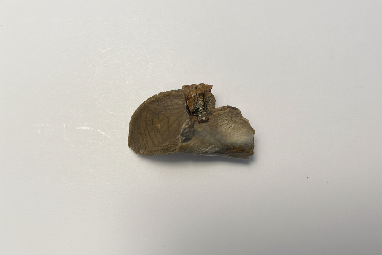 1.06" Ceratopsian Tooth (Judith River)