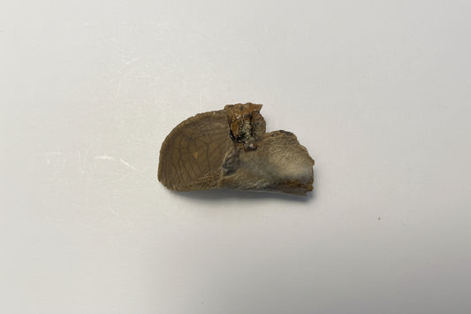 1.06" Ceratopsian Tooth (Judith River)