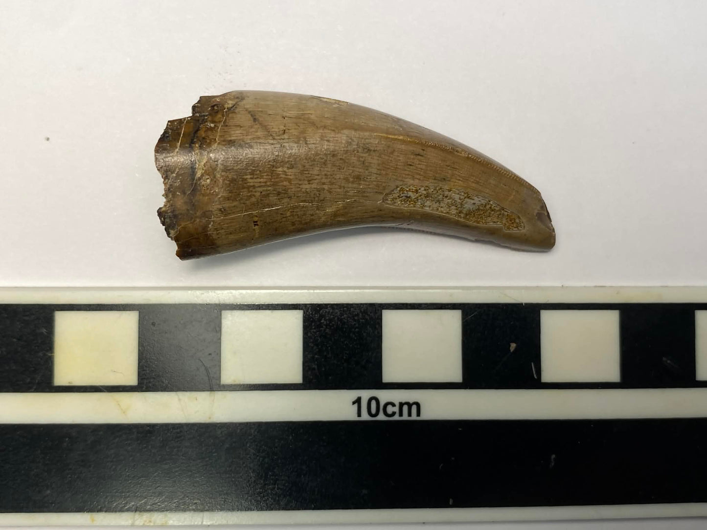 2" Tyrannosaur Tooth (Judith River)