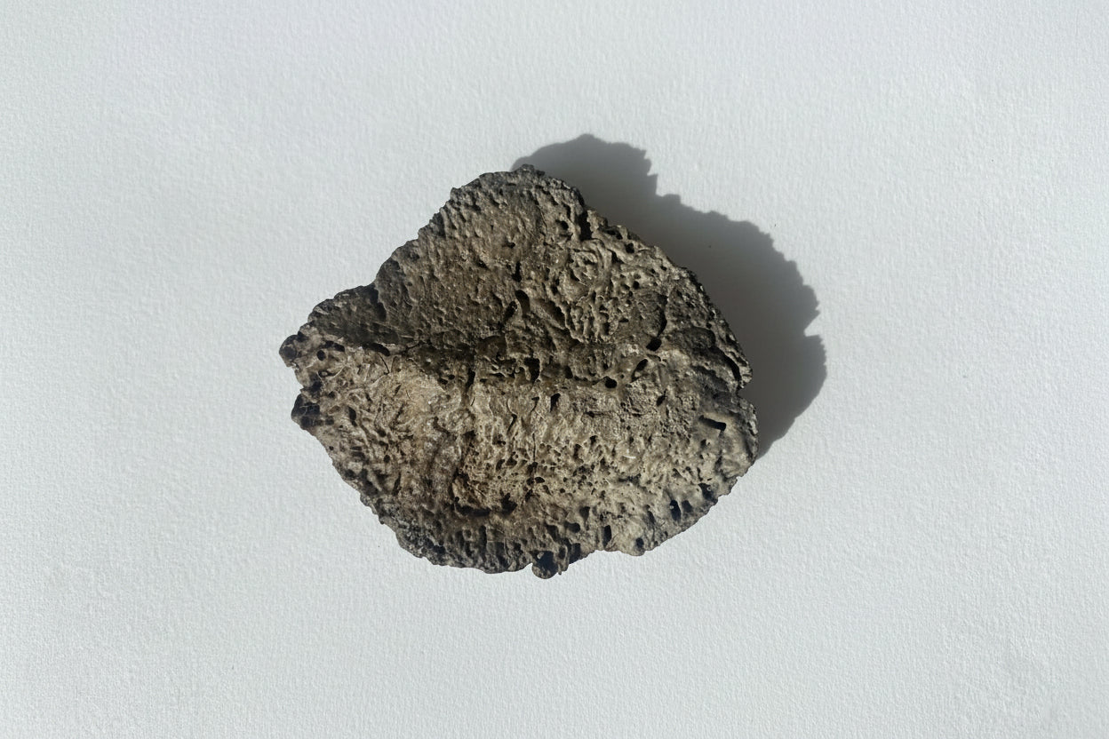 3" Ankylosaurus Scute (Judith River)