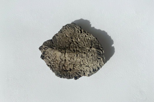 3" Ankylosaurus Scute (Judith River)