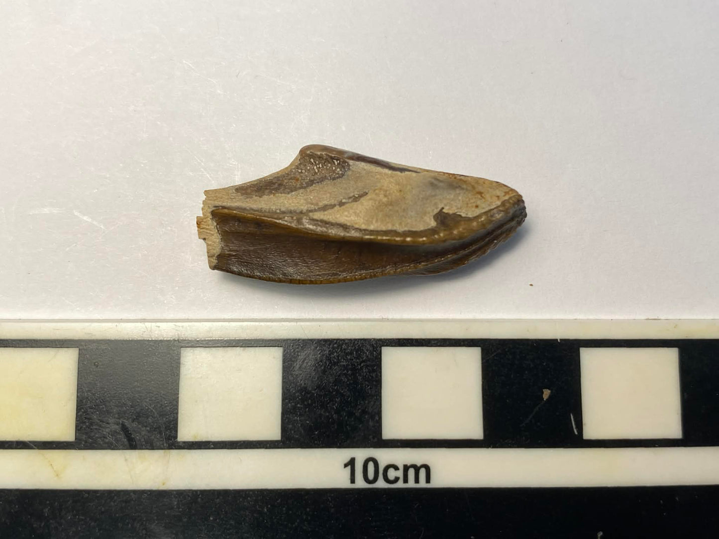 1.25" Hadrosaur Tooth (Judith River)