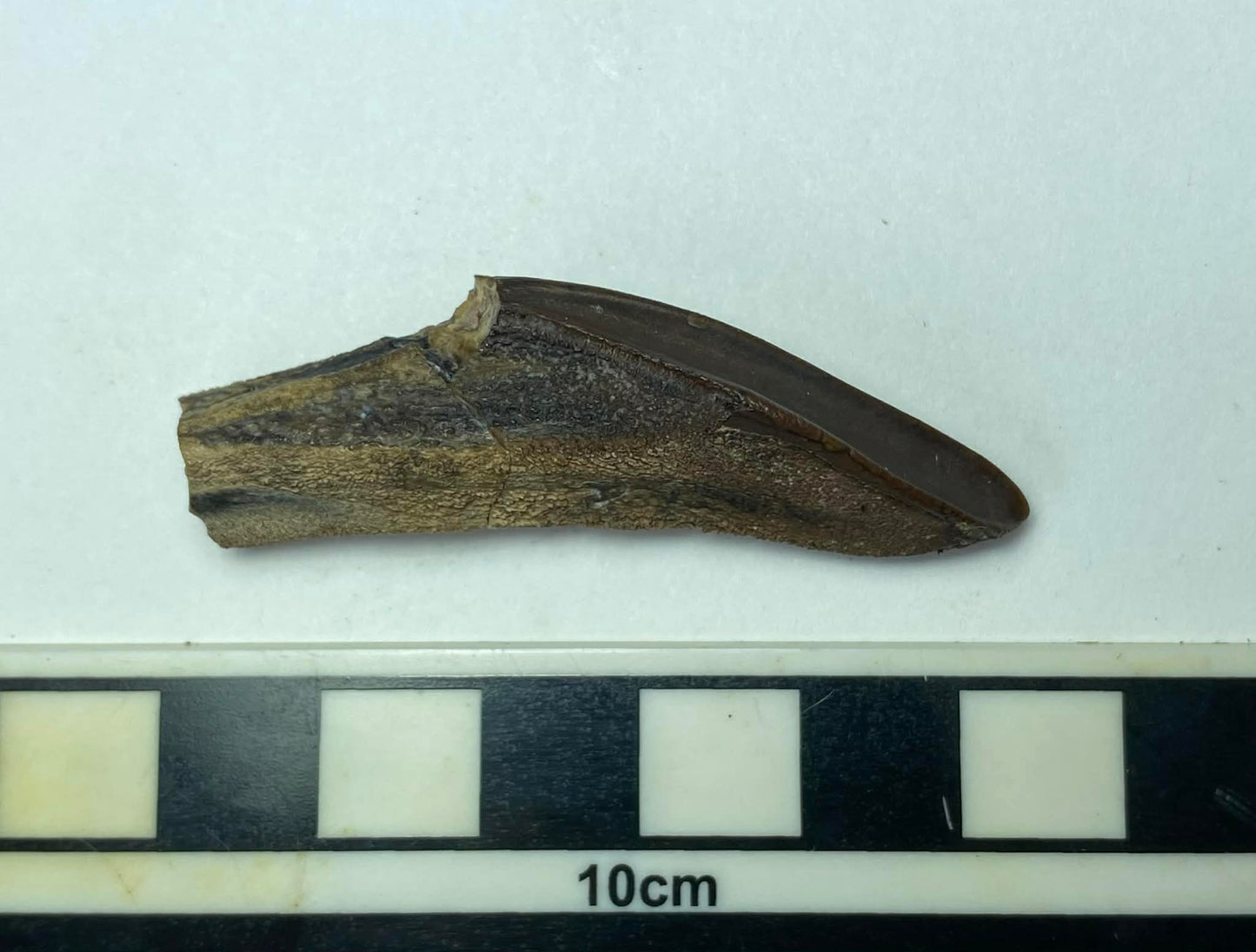 2.18" Hadrosaurus Tooth (Judith River)