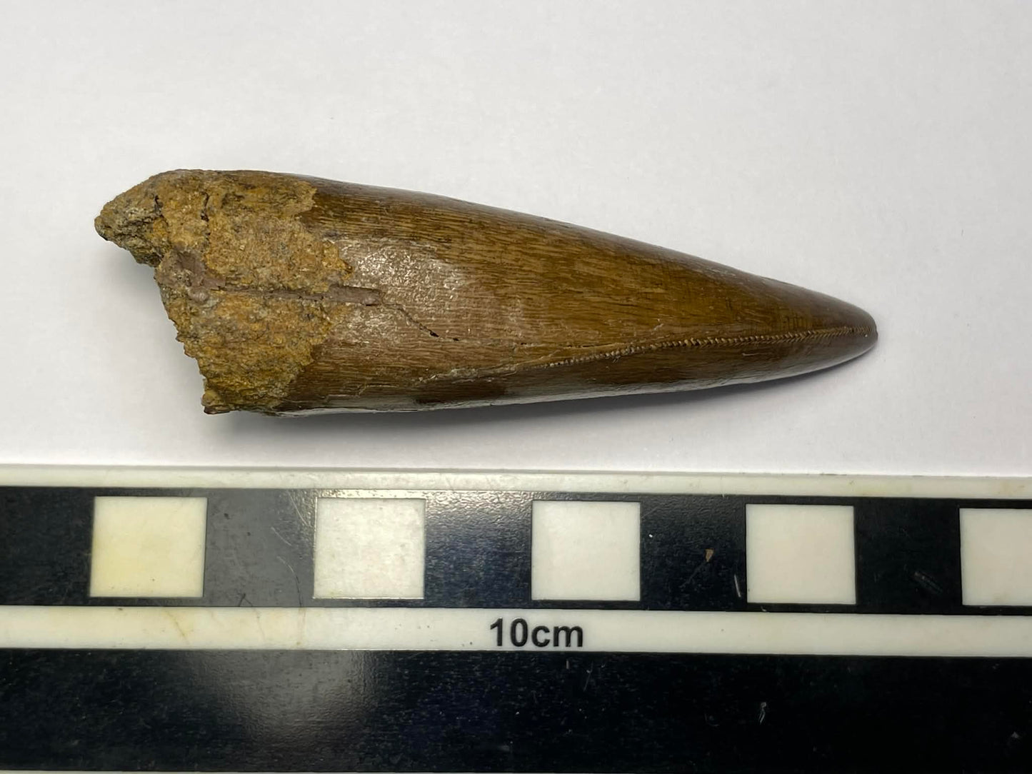2.75" Tyrannosaurus Rex Tooth (Hell Creek)
